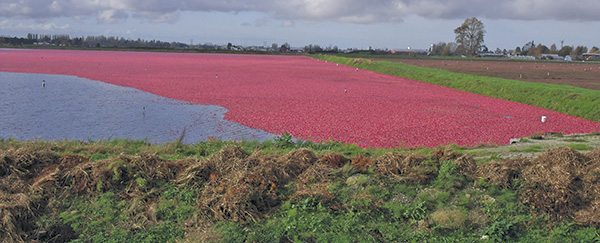 Image 5. Cranberries are the single largest crop grown in the city of Richmond and the fields are flooded during the harvesting period.