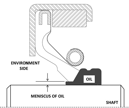 Formation of meniscus of oil under the lip