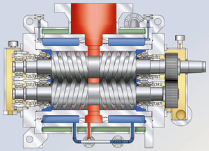 Timed screw pump cross section