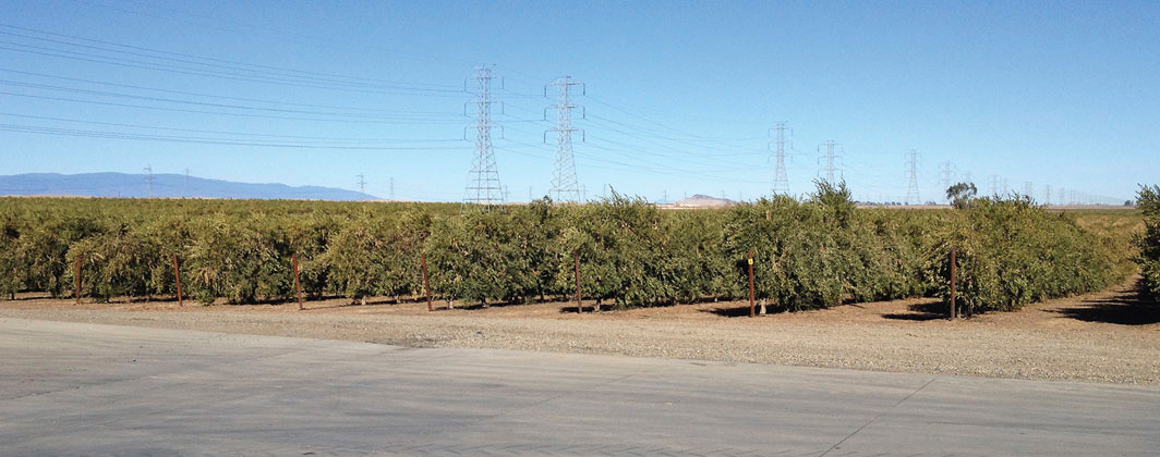 Image 1. The California Olive Ranch, located in the lush Sacramento Valley, uses a high-density method of planting trees to get a greater yield from its olive orchards. (Images courtesy of BJM Corp.)