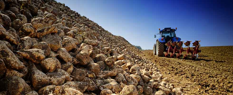 sugar beet processing