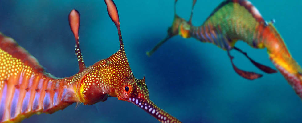 Weedy seadragons (Image courtesy of The Ocean Agency - stock.adobe.com)