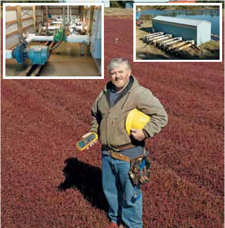 Worker in cranberry bog