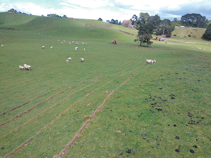 Subsurface drip irrigation in the sheep paddock. Photo courtesy of Innoflow Technologies