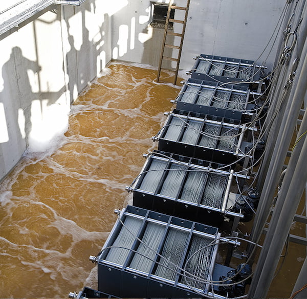 water plant