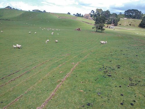 Subsurface drip irrigation in the sheep paddock. Photo courtesy of Innoflow Technologies