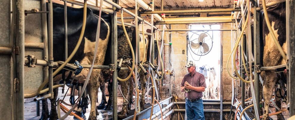 IMAGE 2: PMO regulatory oversight starts at  the farm and the design of milking areas to  prevent contamination.