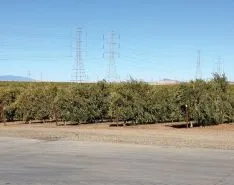 California Olive Ranch Chooses Stainless Steel for Harsh Production