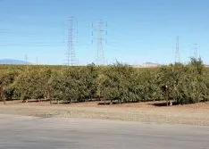 California Olive Ranch Chooses Stainless Steel for Harsh Production