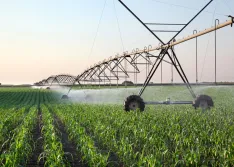 Corn field in spring with irrigation system for water supply, sprinklers sphashing water to plants