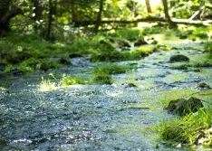 Greenwaltz Springs in Pennsylvania 