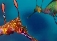 Weedy seadragons (Image courtesy of The Ocean Agency - stock.adobe.com)