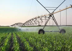Corn field in spring with irrigation system for water supply, sprinklers sphashing water to plants